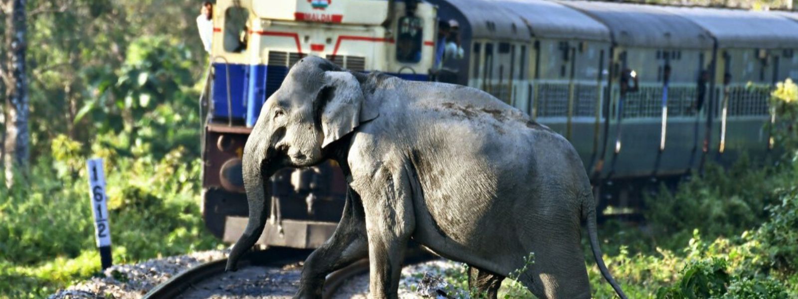 Rail Disruption After Train Derails Near Habarana